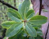 Arbutus andrachne