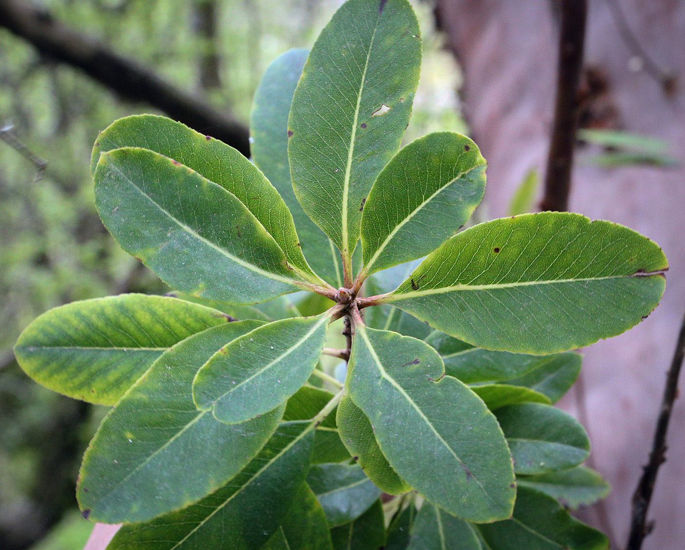 Image of Arbutus andrachne specimen.