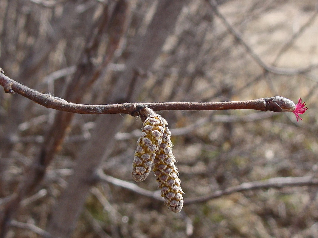 Image of Corylus mandshurica specimen.