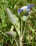 genus Viola. Верхушка цветущего растения. Калужская обл., Боровский р-н, окр. дер. Чёлохово, высота 200 м н.у.м, сенокосный луг на старой залежи в 20 м от смешанного леса. 20 мая 2024 г.