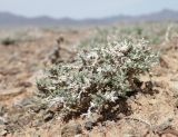 Nanophyton erinaceum