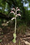 Himantoglossum comperianum. Цветущее растение. Крым, Байдарская долина, окр. с. Колхозное, дубовый лес. 30 мая 2024 г.
