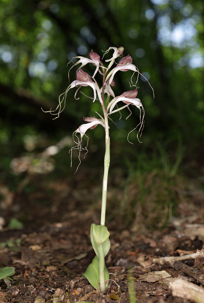 Image of Himantoglossum comperianum specimen.