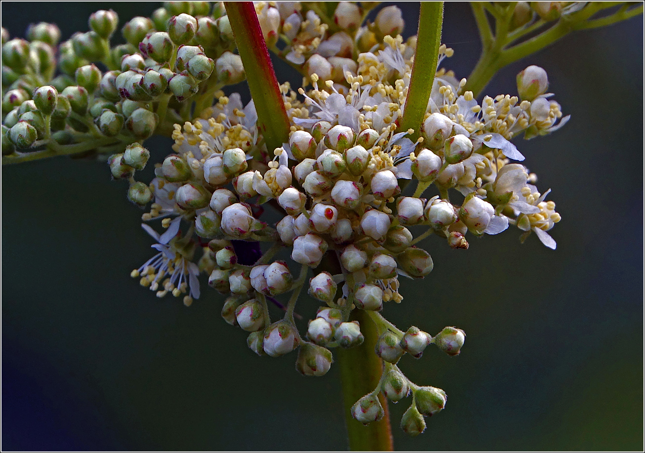 Изображение особи Filipendula ulmaria.