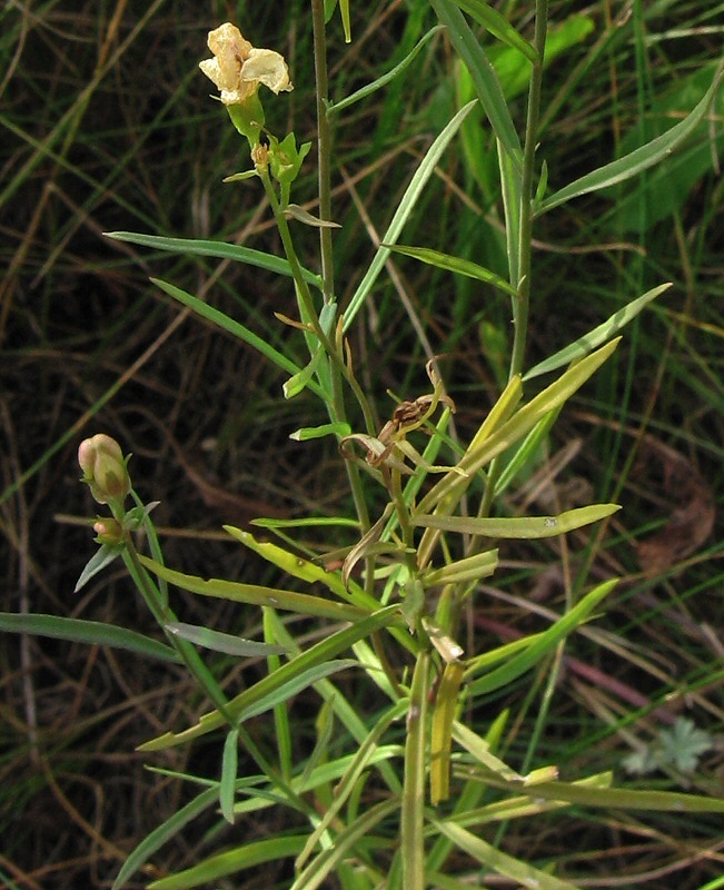 Image of Linaria vulgaris specimen.