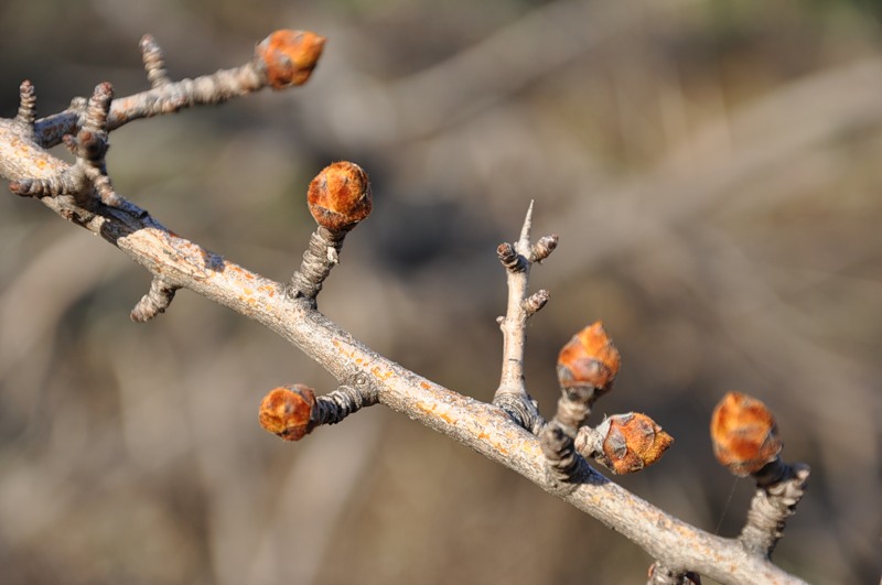 Image of Pyrus amygdaliformis specimen.