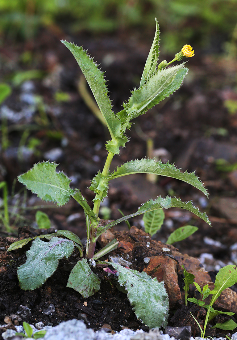 Image of Sonchus asper specimen.