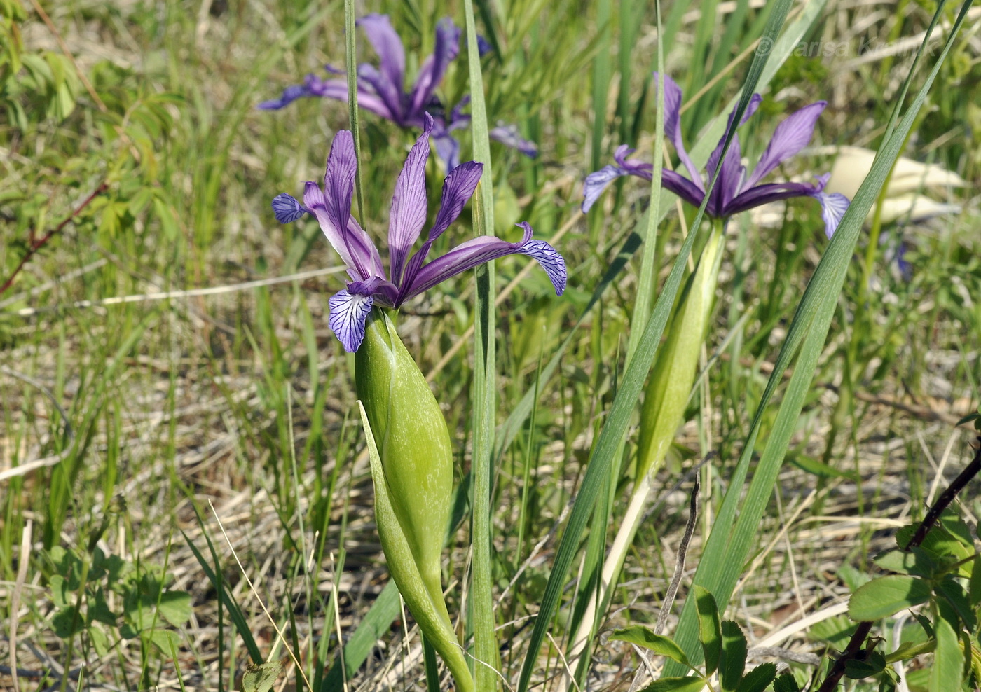 Image of Iris ventricosa specimen.