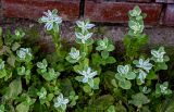 Euphorbia marginata