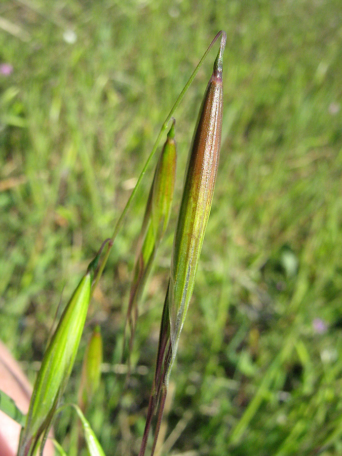 Image of Avena clauda specimen.