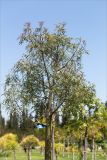 Brachychiton rupestris. Верхняя часть дерева. Турция, г. Анталья, Dokuma Park, в культуре. 01.06.2024.