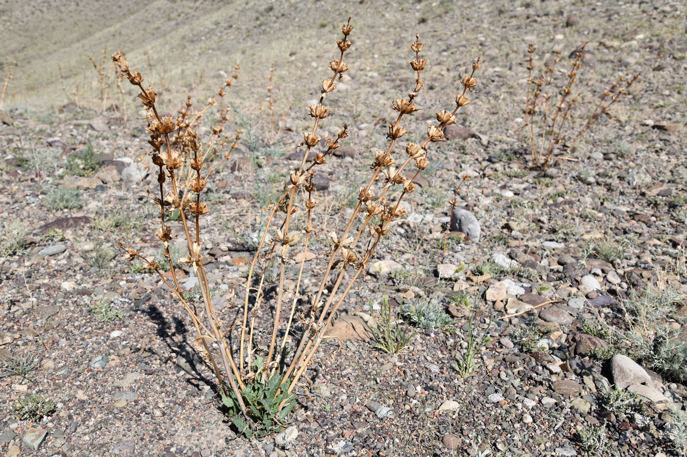 Image of Phlomoides zenaidae specimen.