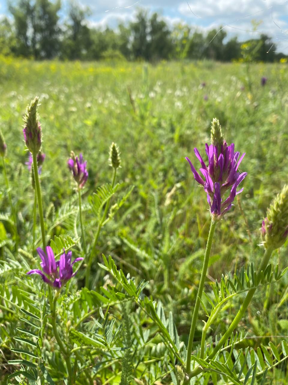 Image of Astragalus onobrychis specimen.