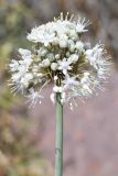 Allium galanthum