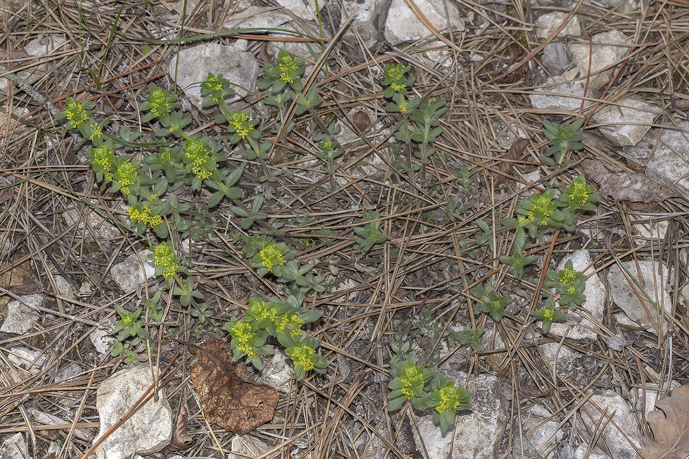 Изображение особи Cruciata laevipes.