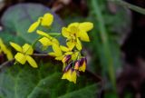 Epimedium colchicum. Верхушка соцветия. Краснодарский край, Сочи, Хостинский р-н, гора Ахун, широколиственный лес. 14.03.2025.