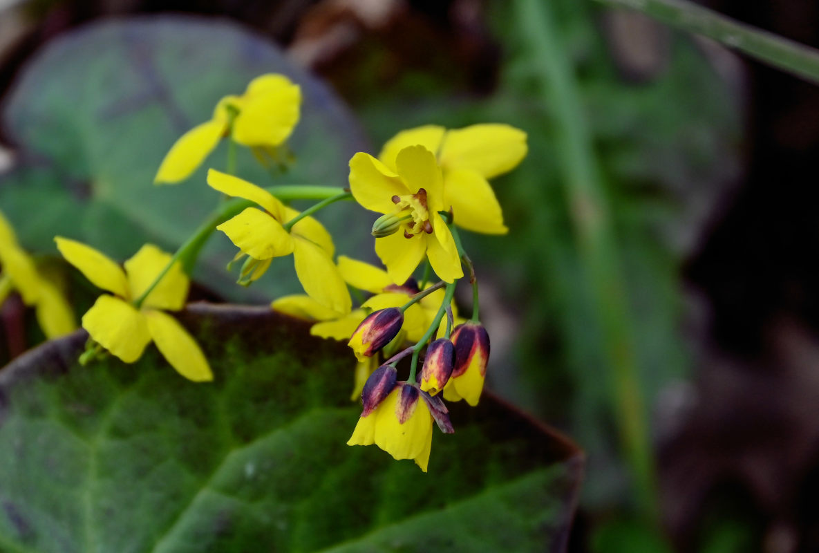 Image of Epimedium colchicum specimen.