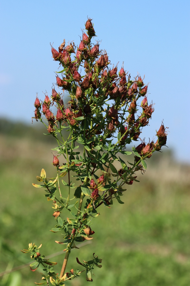 Image of Hypericum perforatum specimen.