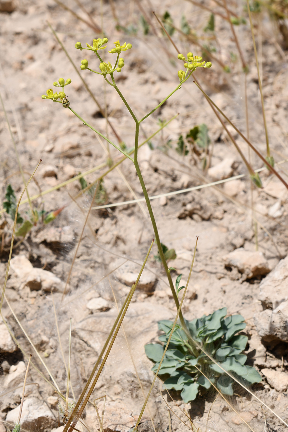 Image of Haplophyllum versicolor specimen.