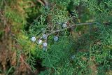 genus Cupressus