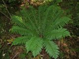 Фото Dryopteris crassirhizoma
