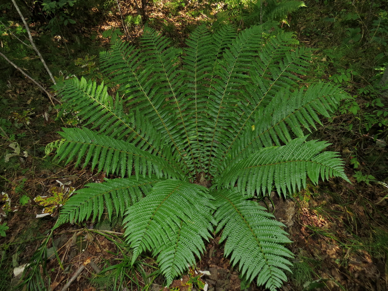 Изображение особи Dryopteris crassirhizoma.