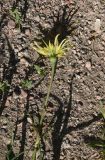 genus Tragopogon