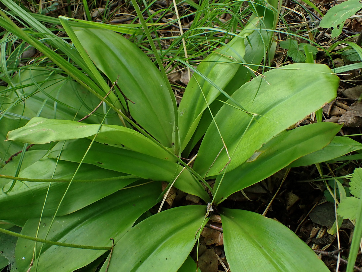 Image of Clintonia udensis specimen.