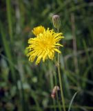 Sonchus subspecies uliginosus