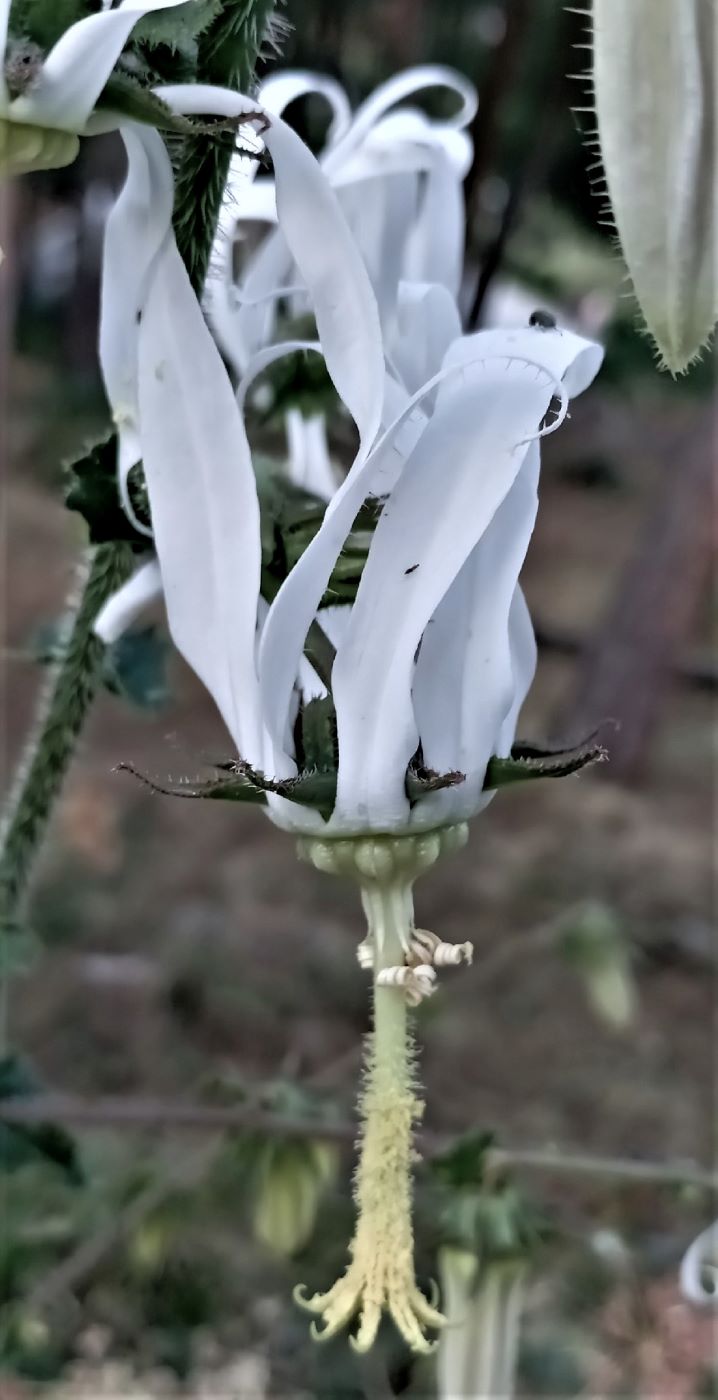 Изображение особи Michauxia campanuloides.