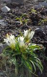 Gentiana algida