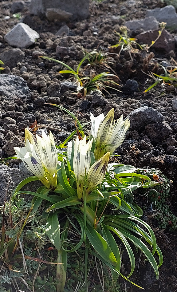 Image of Gentiana algida specimen.