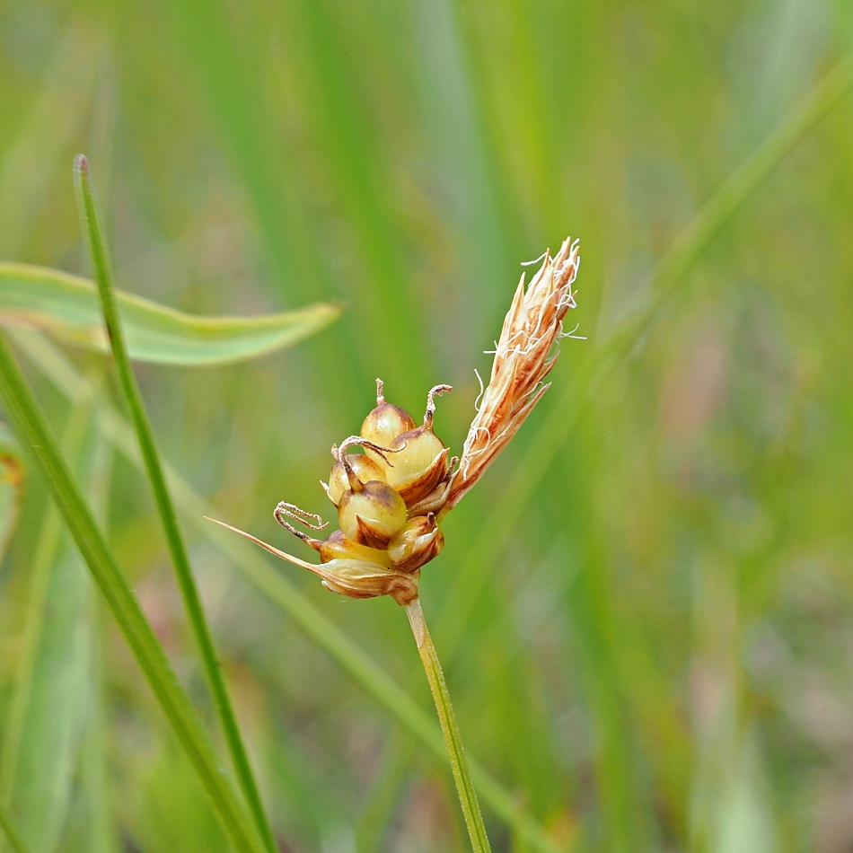 Изображение особи Carex supina.