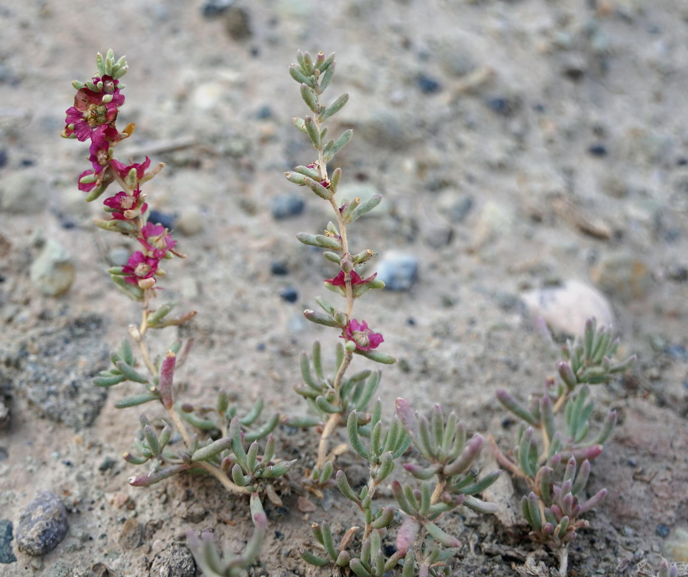 Изображение особи семейство Chenopodiaceae.