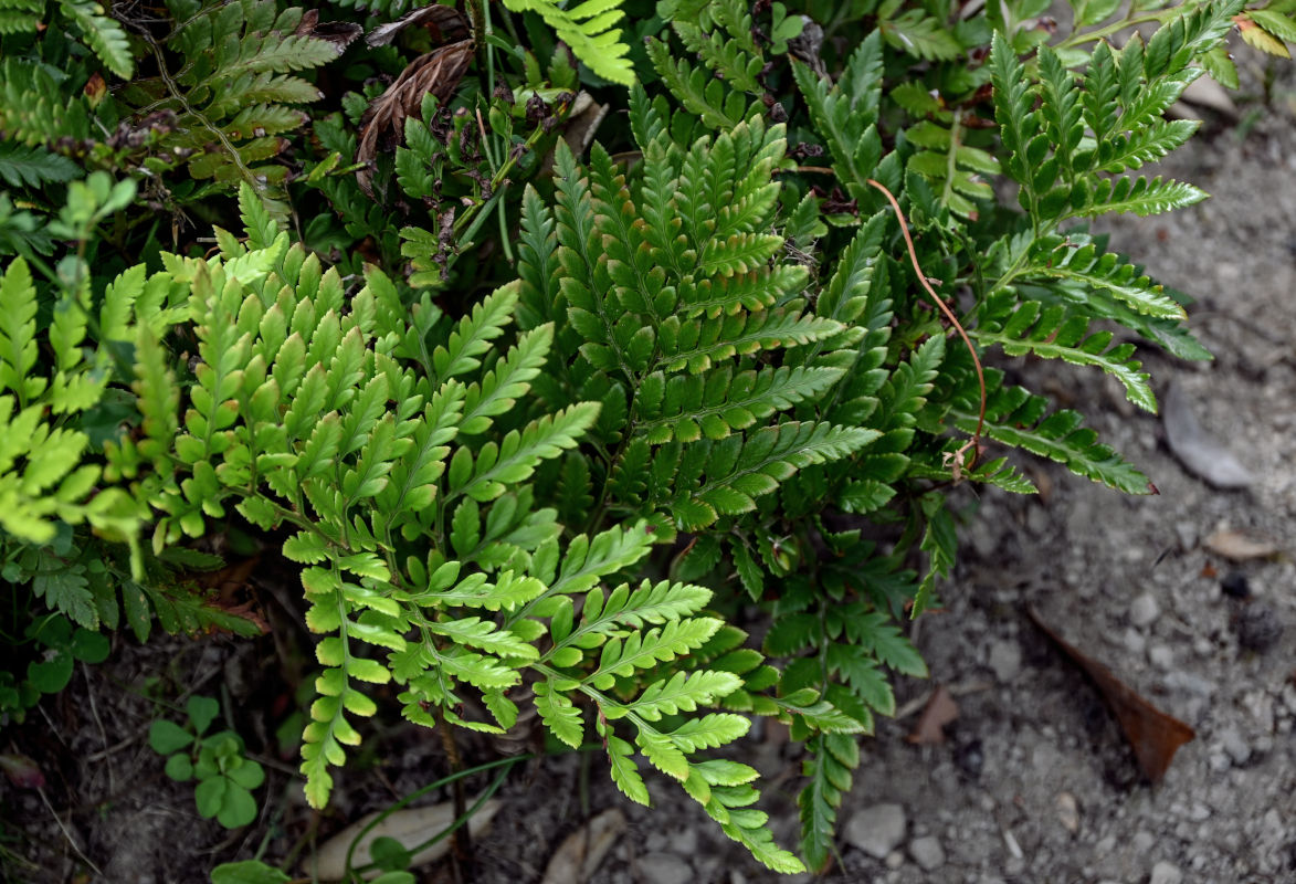 Image of Rumohra adiantiformis specimen.