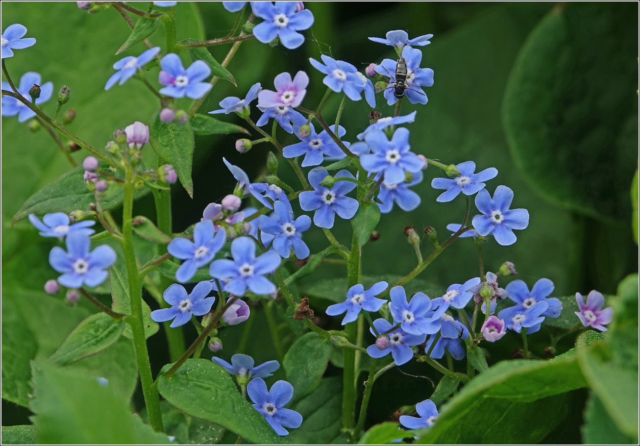 Изображение особи Brunnera sibirica.