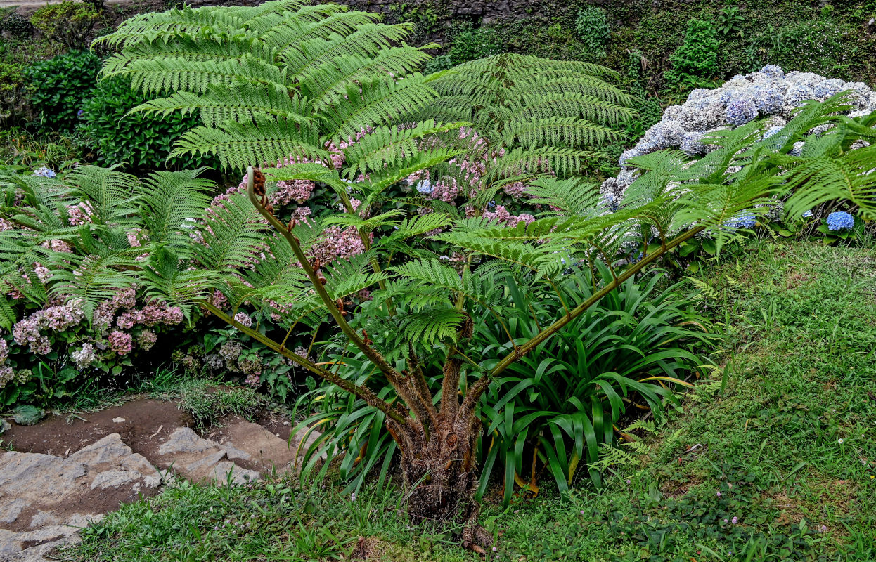 Изображение особи Cyathea cooperi.