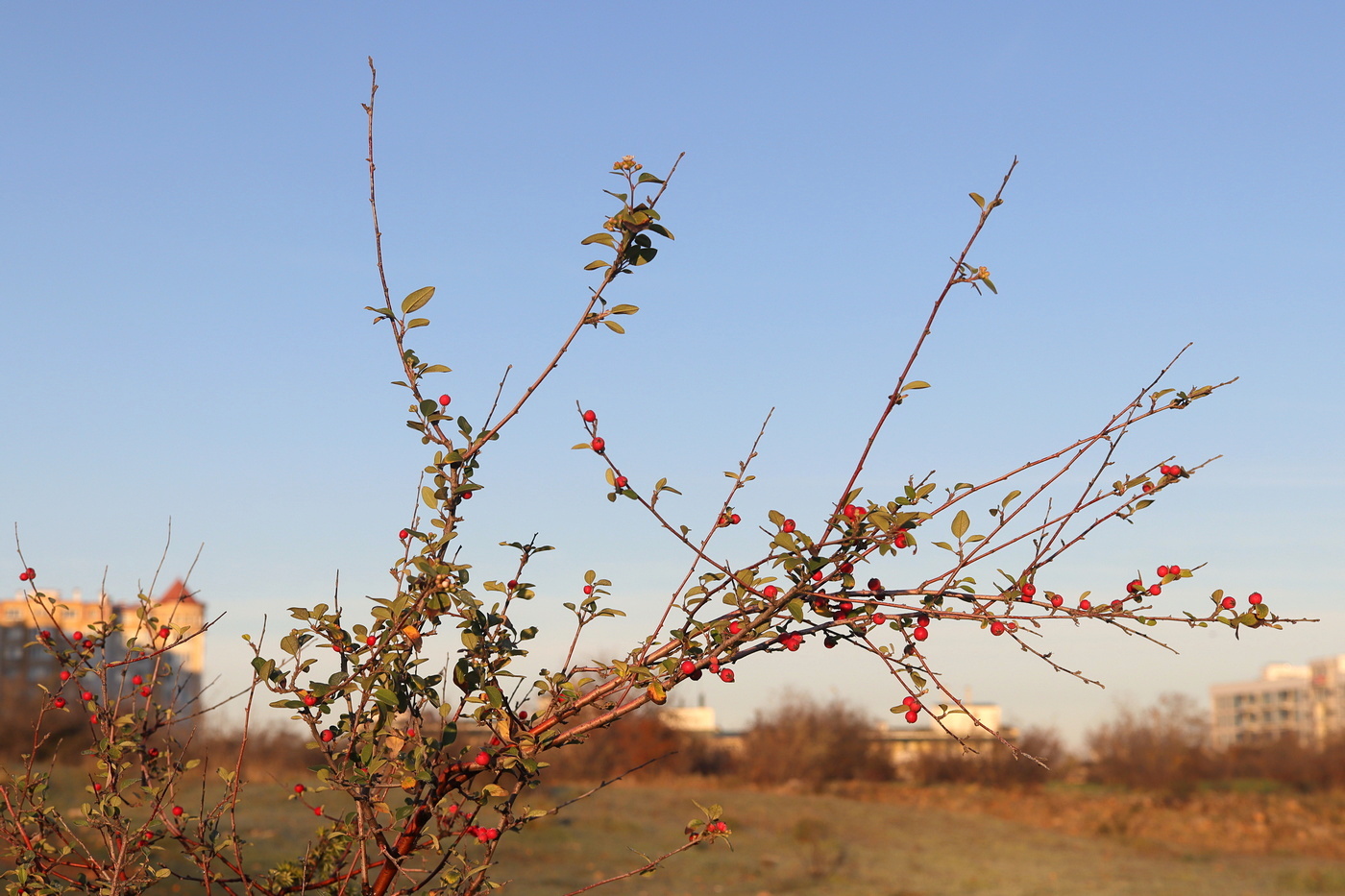 Image of Cotoneaster tauricus specimen.