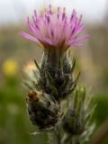 Carduus cinereus