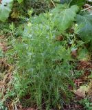Achillea filipendulina