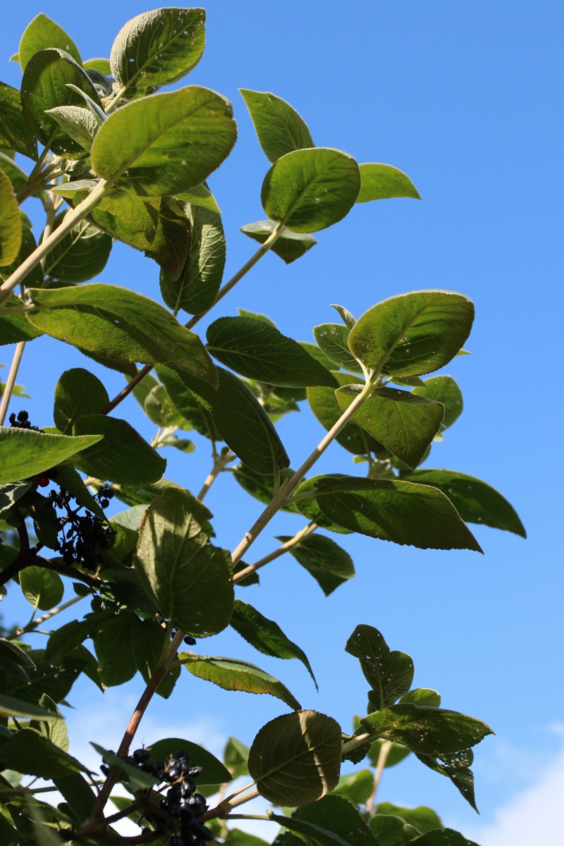 Изображение особи Viburnum lantana.