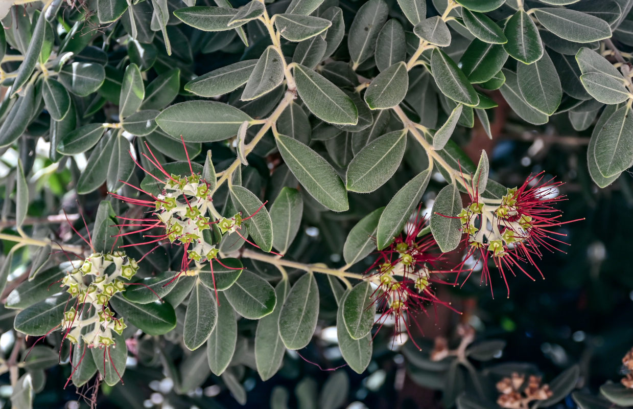 Image of Metrosideros excelsa specimen.