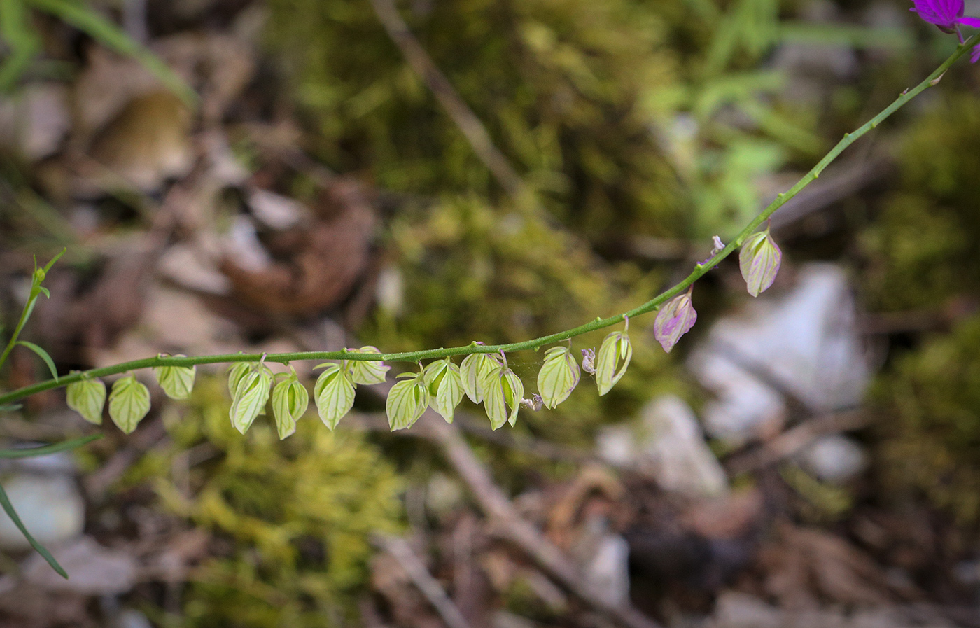 Image of Polygala caucasica specimen.