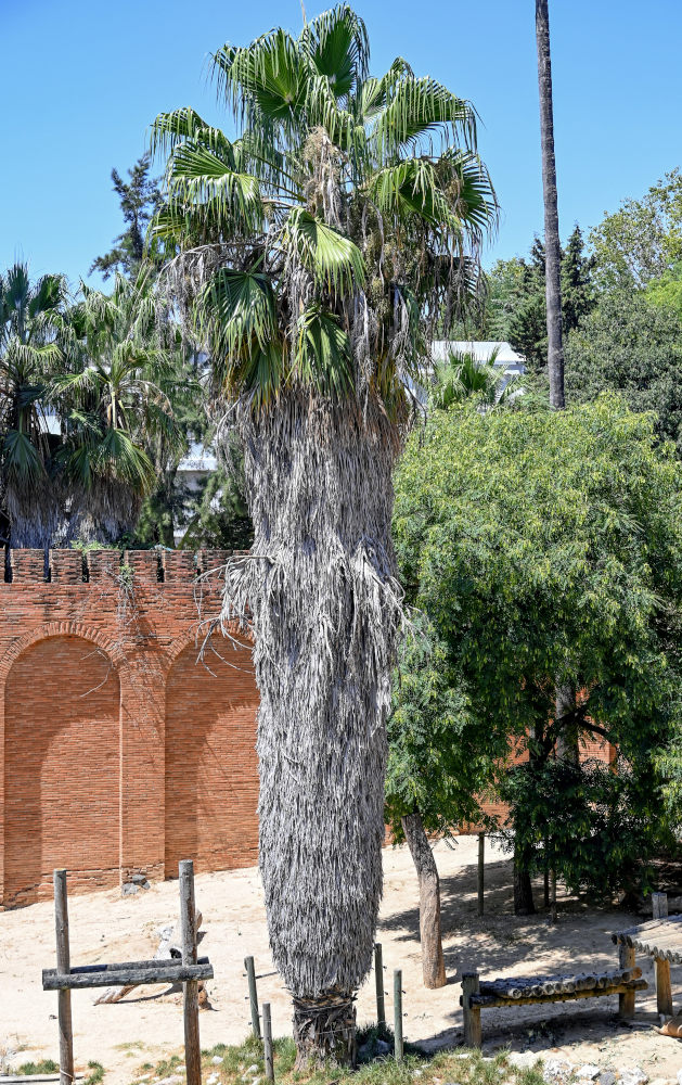 Изображение особи Washingtonia filifera.