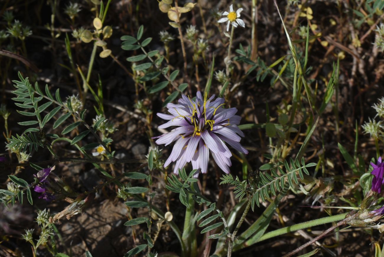 Image of familia Asteraceae specimen.