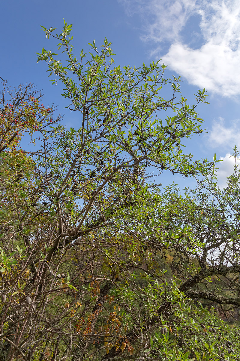 Image of Amygdalus communis specimen.