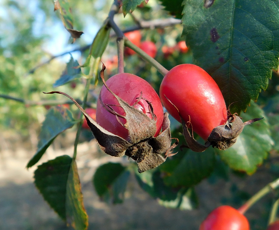Image of Rosa canina specimen.