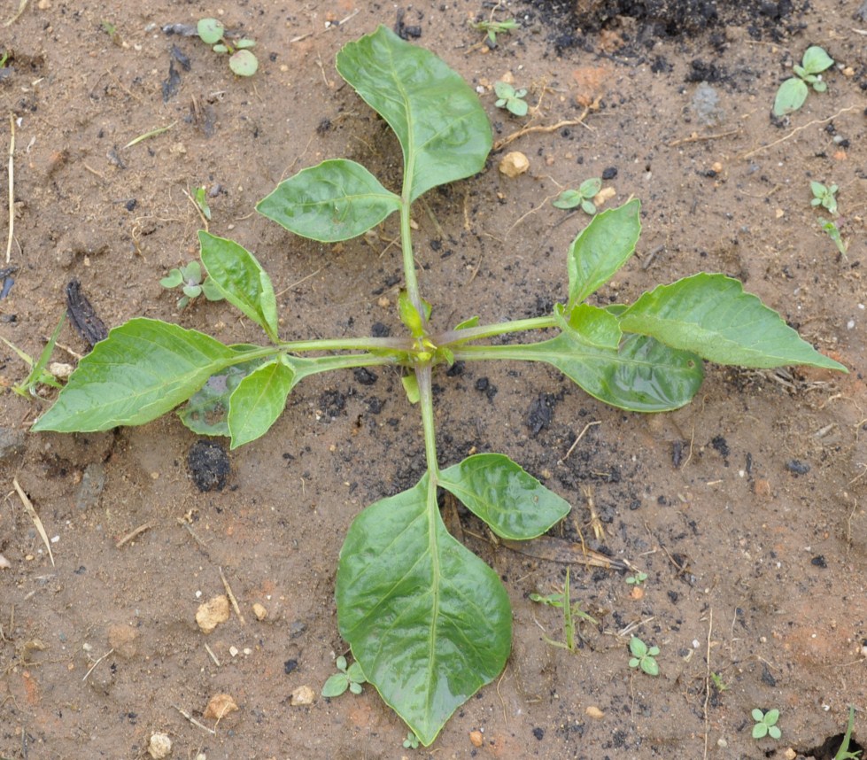 Image of Dahlia &times; cultorum specimen.