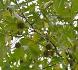 род Liquidambar. Части ветвей с плодами. Турция, г. Стамбул, парк \"Гюльхане\". 05.10.2025.