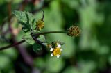 Bidens pilosa